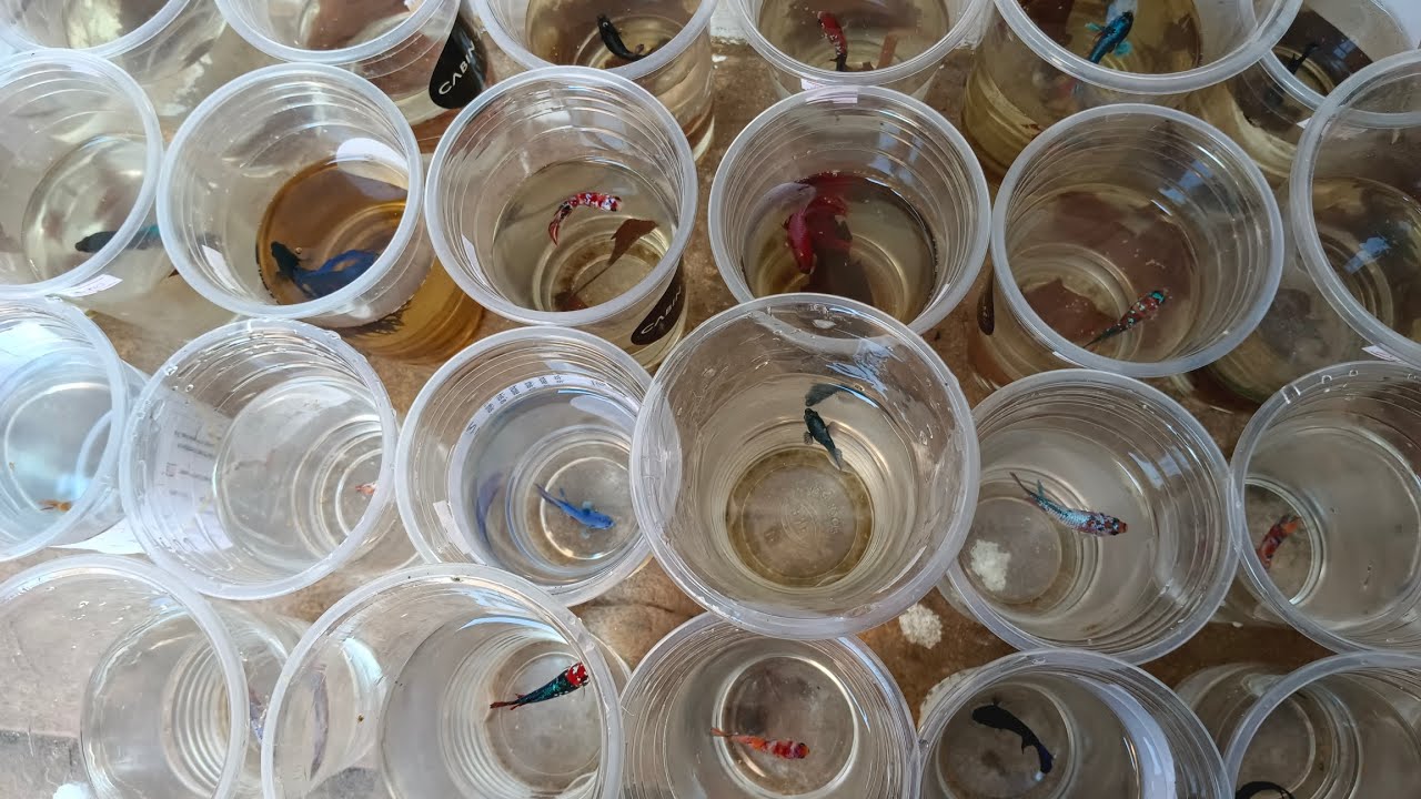 feeding my bettas YouTube