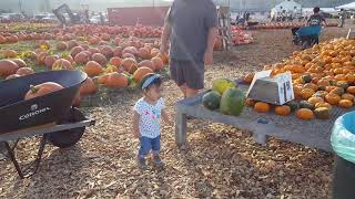 Carpinito Brothers Farm Pumpkin Patch