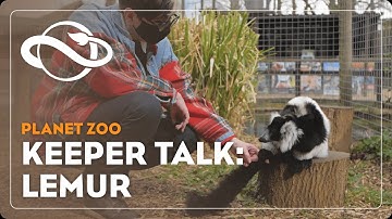 Planet Zoo | Keeper Talk | Black-and-White Ruffed Lemur