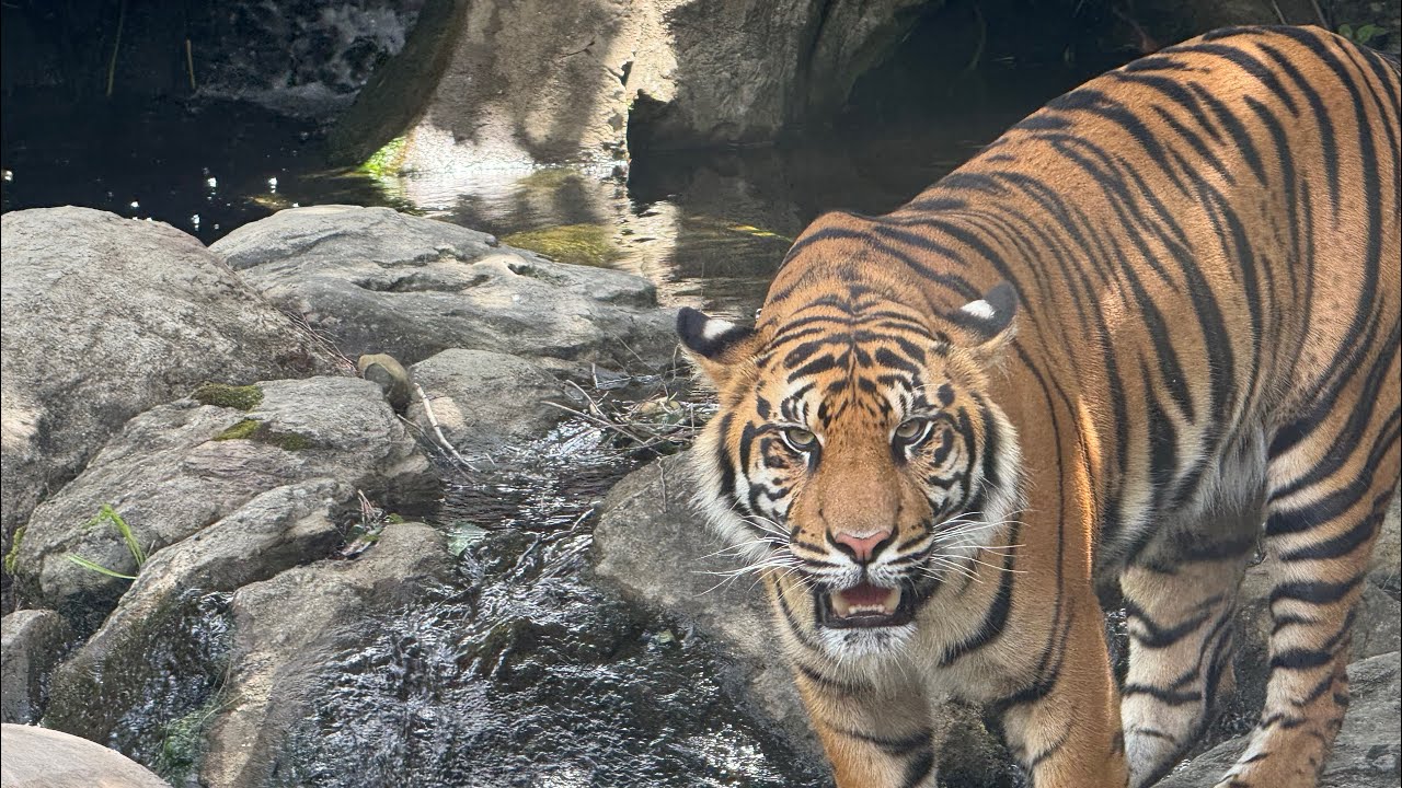 My first outing of 2026 at Auckland zoo 🦧🐅🦓🐟🦘🐊🦒🦜