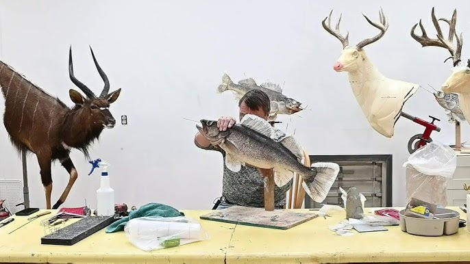 Get started in TAXIDERMY! Tools & Supplies of the trade. Tour my