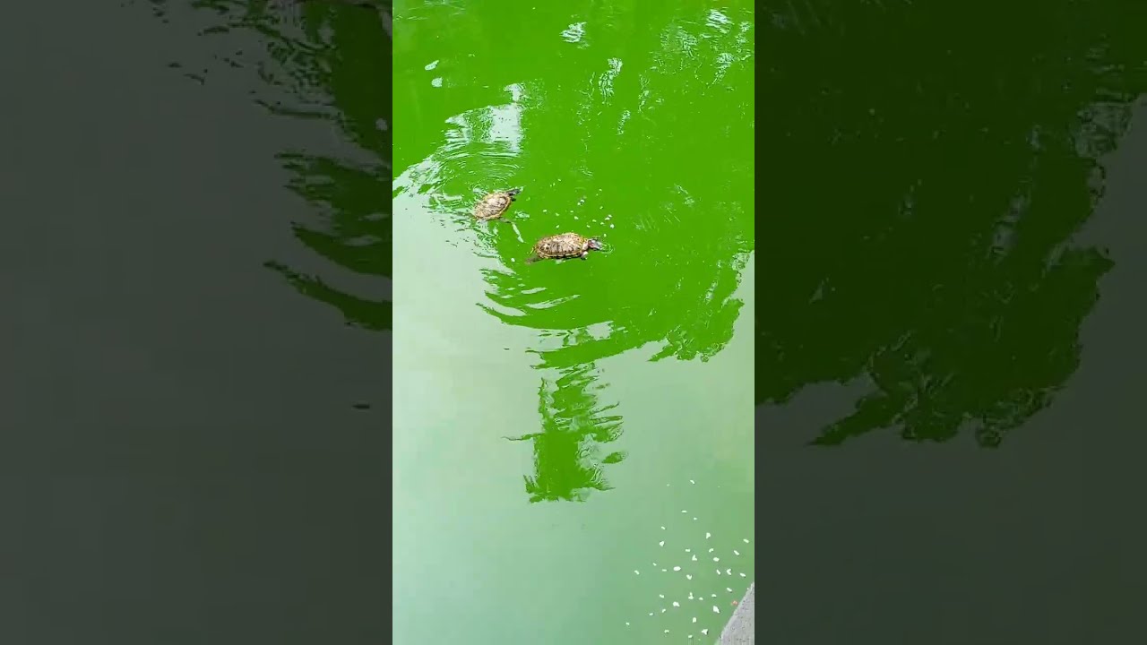 Parshuram Mandir ke kenchue 🐢🐢🐢