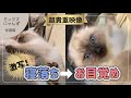 #9 【お引越し】お留守番中の子猫ちゃんが寝落ちしました