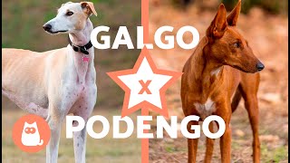 Diferenças entre GALGO e PODENGO  (Características Físicas, Personalidade, Cuidados e Saúde)