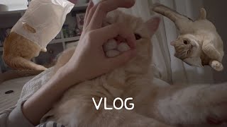 Vlog 하루종일 귀여운영상 / 고양이 순둥이 테스트! / 플러팅하는 고양이 / 일상 브이로그