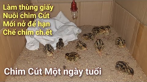 Làm sao để nuôi chim Cút mới nở sống được nhiều...