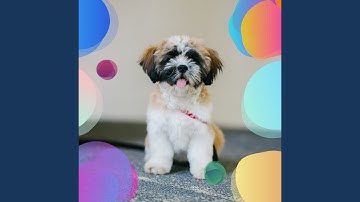 Pulsating Moods for Separation from Dogs