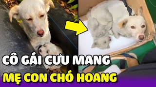 Cô gái cưu mang 2 mẹ con chó hoang đáng yêu 🥰 | Yêu Lu Official