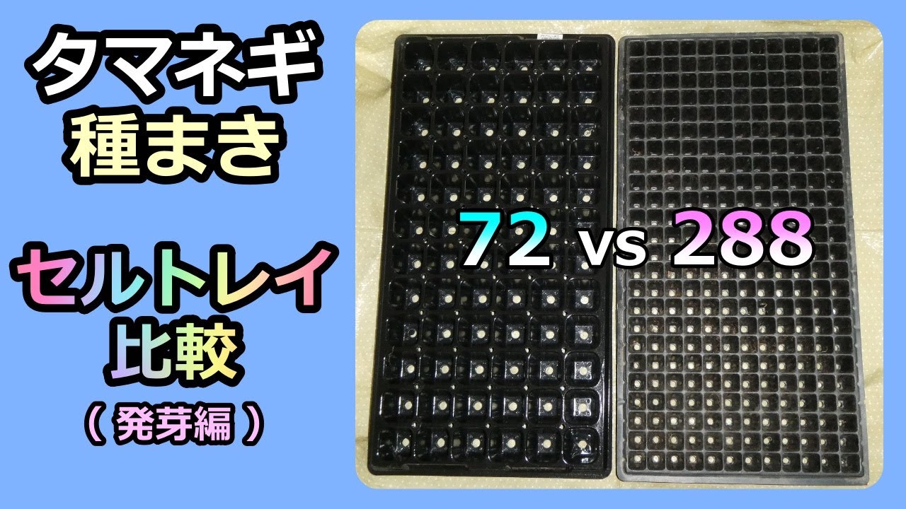 タマネギ 72穴 vs 288穴 セルトレイ比較】種まき～発芽まで 家庭菜園32
