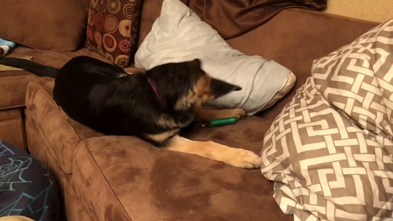 Bella’s new favorite toy YouTube