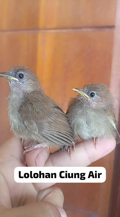 Suara Anakan Burung Ciung Air