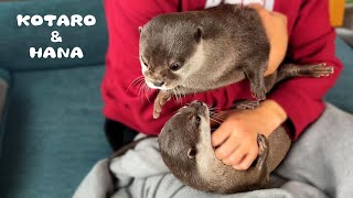 Otter Gets Jealous When Another Otter Sits On My Lap