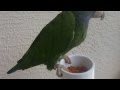 Blue Headed Pionus &quot;Pi&quot; 03-20-2016