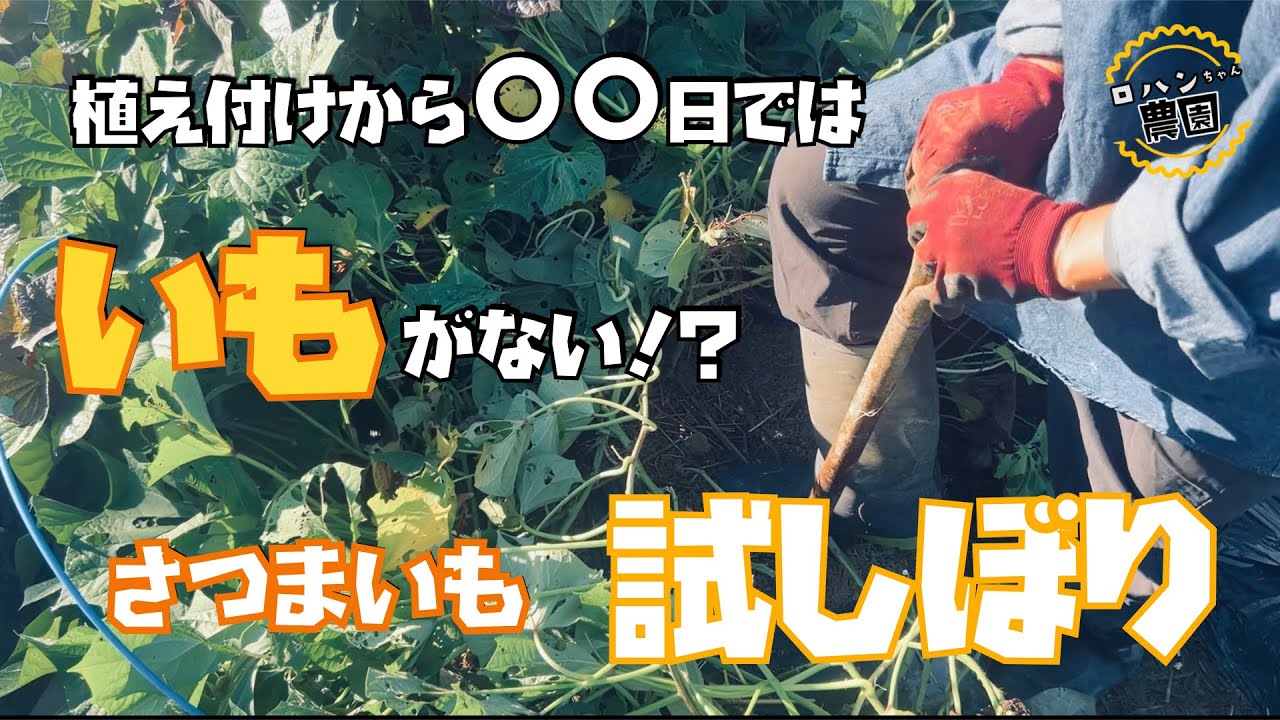 【さつまいも】植え付けから６０日から１２０日のサツマイモを試しぼりしてみた結果が衝撃的過ぎた。。【さつまいも収穫のタイミング】