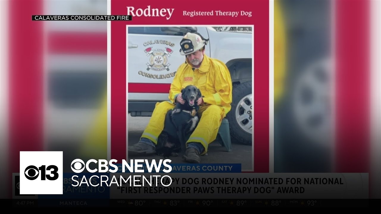 Calaveras County therapy dog nominated for national first responders award