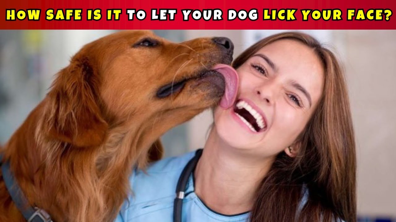 How Safe Is It To Let Your Dog Lick Your Face YouTube how-safe-is-it-to-let-your-dog-lick-your-face-youtube