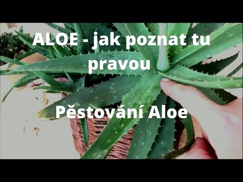 Video: Jak pěstovat rostlinu Aloe Vera: 10 kroků (s obrázky)