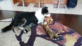 Bengal cat and border collie playing