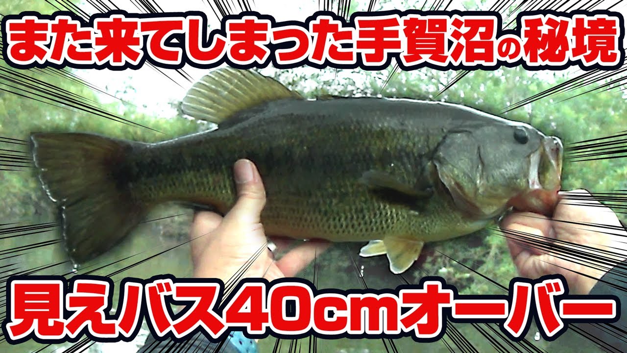 Many visible bass over 40cm! ~ I've returned to the hidden land of