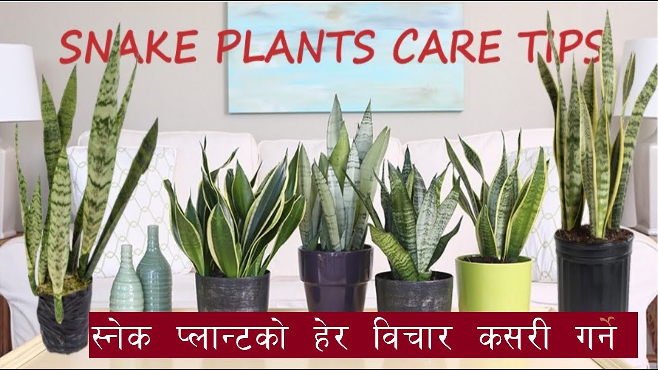 Snake Plant CARE Tips