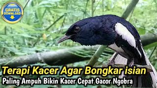 TERAPI BURUNG KACER AGAR BONGKAR ISIAN