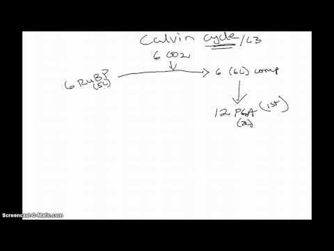 Light Independent Reaction/Calvin Cycle