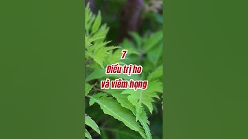 10 Tác Dụng Chữa Bệnh Của Lá Đinh Lăng #dinhduong #songkhoe #nguyenthethanh