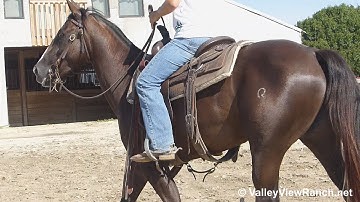 Chicken Nuget - jogging, loping, stops, spins - ValleyViewRanch.net