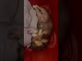 Husky terrier puppy nap time #puppy #husky #dog