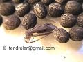 Baby stick insect hatching (Peruphasma schultei)