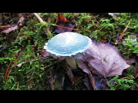Строфария сине-зелёная (Stropharia aeruginosa). Как выглядит гриб на месте произрастания.