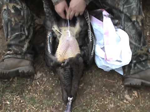 How To: Cleaning a Wild Turkey - YouTube