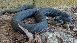 SN#6:  YELLOW-BELLIED WATERSNAKE Nerodia erythrogaster flavigaster (In East Texas)
