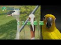 九九峰動物園 ｜百種鳥類與可愛動物讓你近距離互動