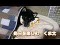 柴犬くま太　生後5ヶ月　初めてのドッグラン