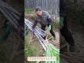 #農作業 #カット 驚きの技！農村おばちゃんの見事な鍛冶士、サトウキビの収穫術と知恵