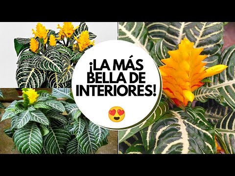 Video: Afelandra (41 Fotos): Cuidado De Una Flor De Interior En Casa, Propagación De Plantas, Tipos De Aphelandra Y Scuarros Abultados 