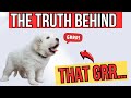 Dog Trainer: Listen Before You Punish the Growl