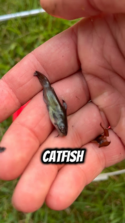 I found tons of BABY CATFISH!?!