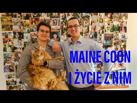 Wideo: 5 Wspaniałych Faktów Na Temat Maine Coon