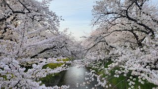 岩倉五条川の桜🌸