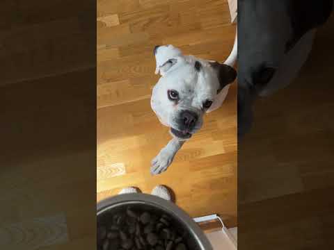 Жизнь с шелти и боксером #dog #дрессировкащенка #дрессировка #трюки