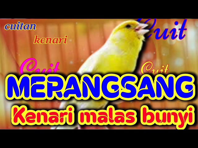 cuitan kenari untuk merangsang kenari malas bunyi | dijamin Langsung bunyi dan gacor class=