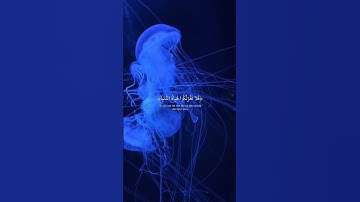 قران كريم بصوت جميل #قرآن #قران_كريم #دويتو #quran