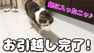 お引越しした飼い主と猫【スコティッシュフォールド】【Scottish Fold】