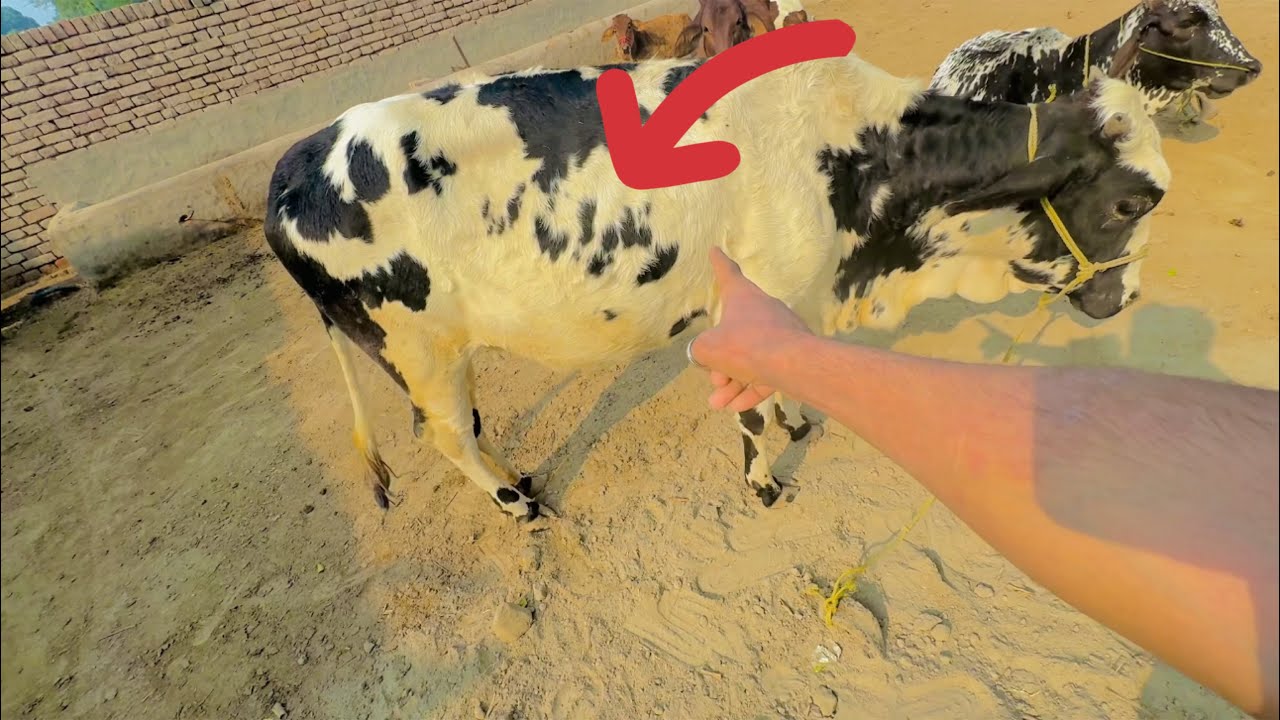 allah-ka-name-likha-hua-h-cow-k-upar-youtube