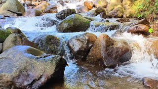 Magical Forest Sounds, Birds Chirping, Peaceful Stream Sounds