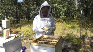 Treatment Of Varroa Mites