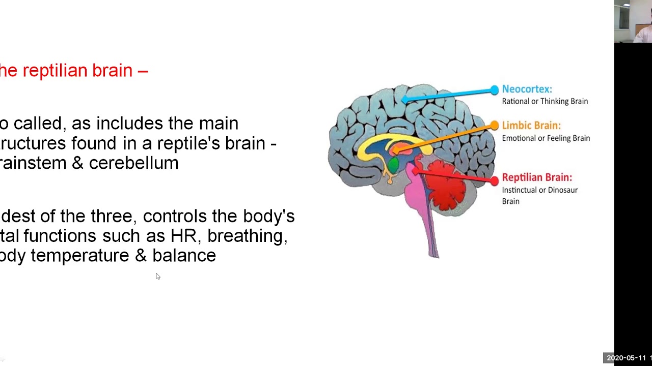 CONNECTIONS AND FUNCTIONS OF THALAMUS YouTube