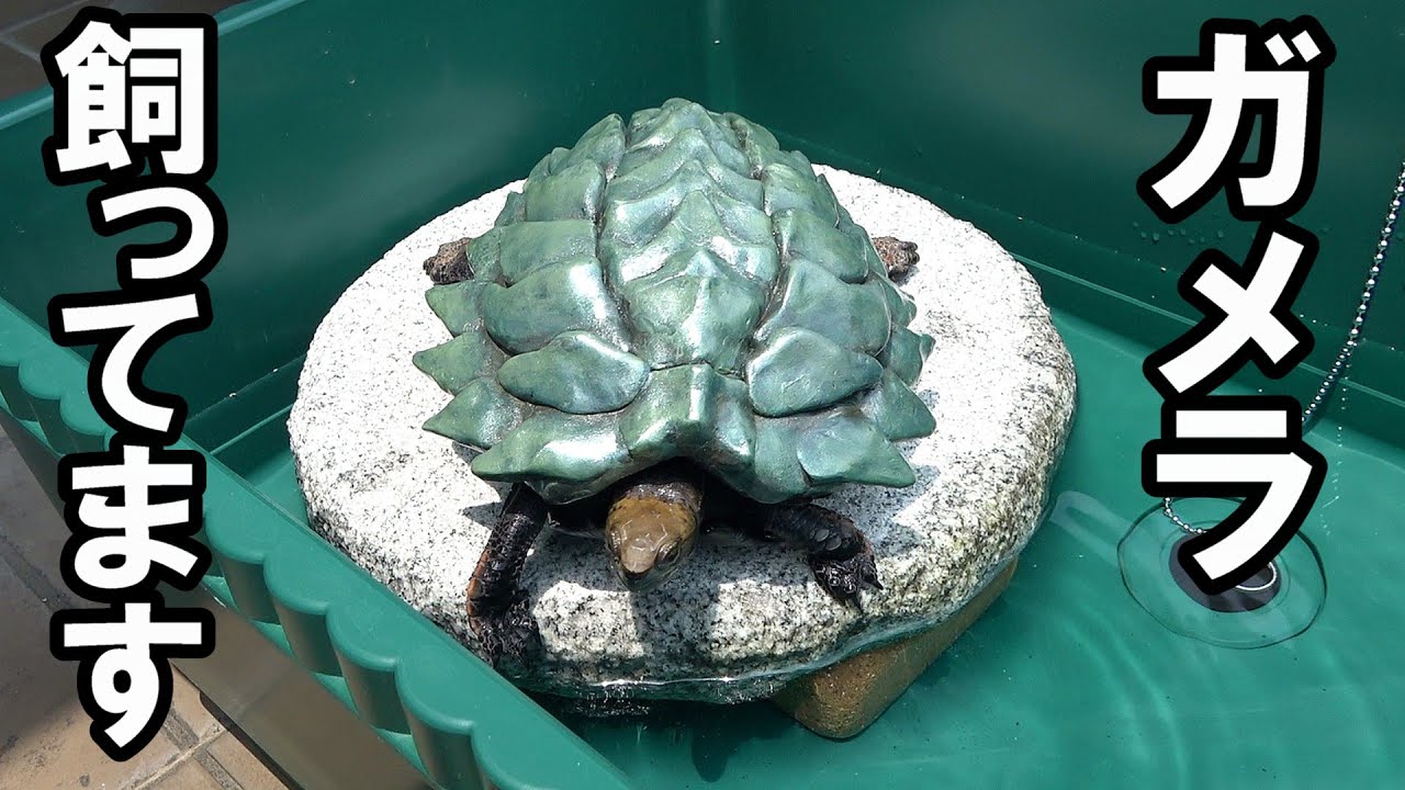 カメ太郎 maxresdefault.jpg